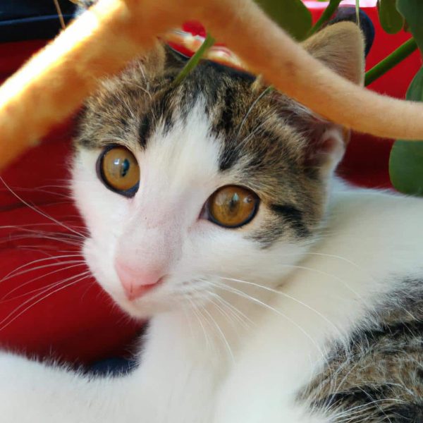 Ruyada Elini Kedi Isirmasi