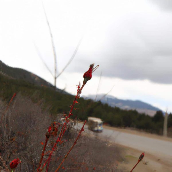 Ruyada Elini Yilan Isirmasi