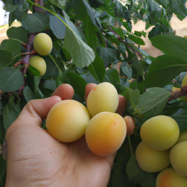 Ruyada Elma Yedigini Gormek