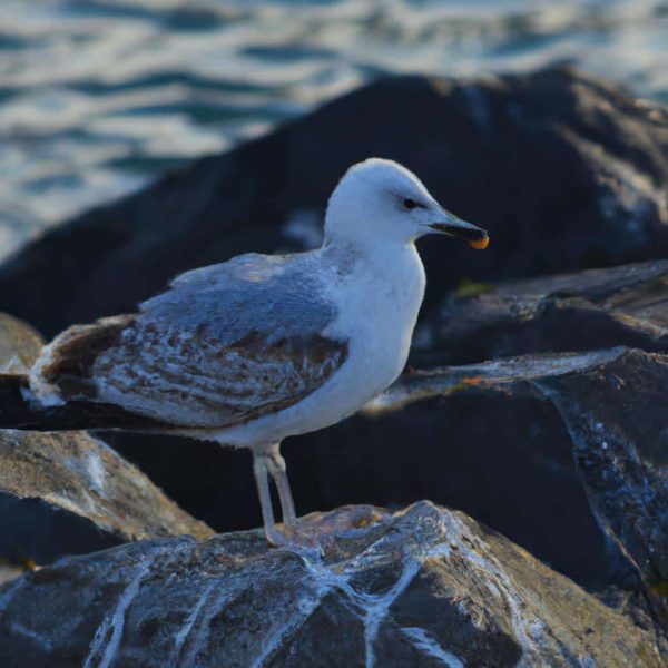 Ruyada Eriste Gormek
