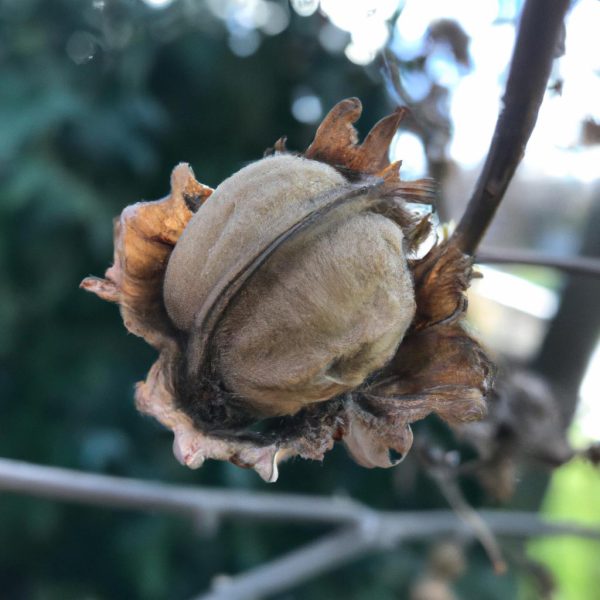 Ruyada Erkegin Cinsel Organini Tutmak