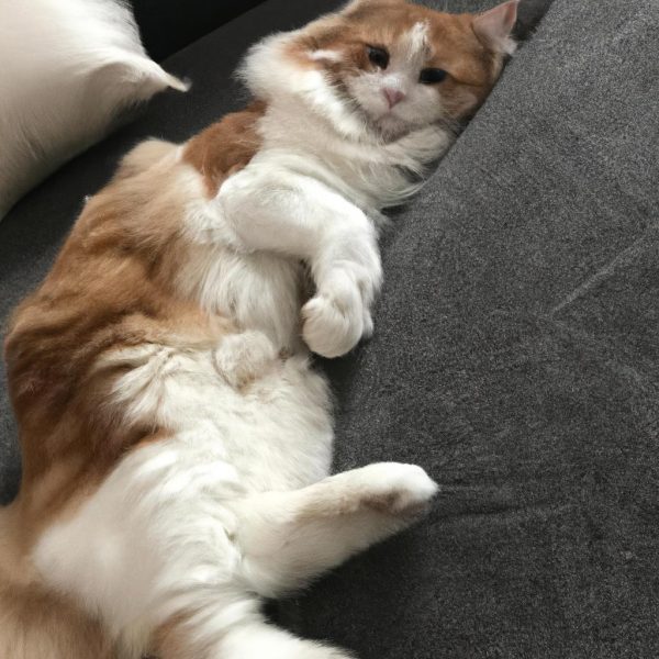 Ruyada Erkek Aslan Gormek