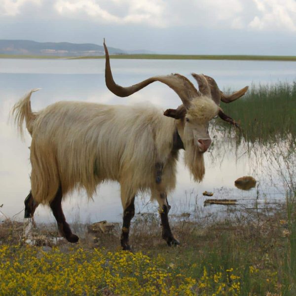 Ruyada Erkek Gomlek Gormek