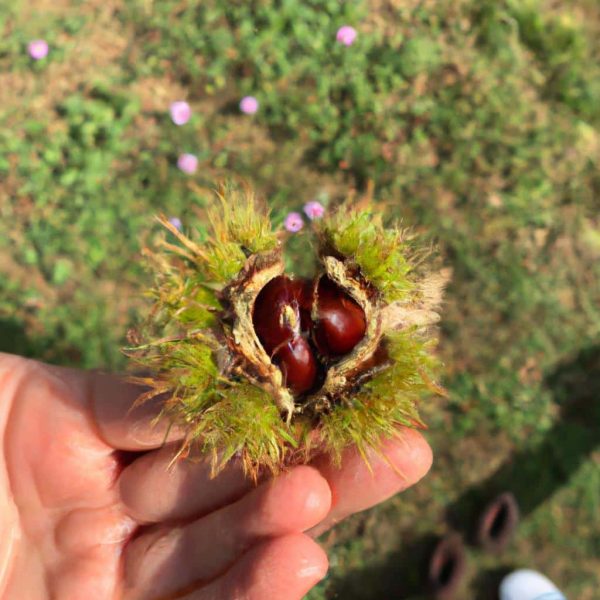 Ruyada Esinin Cinsel Organini Gormek