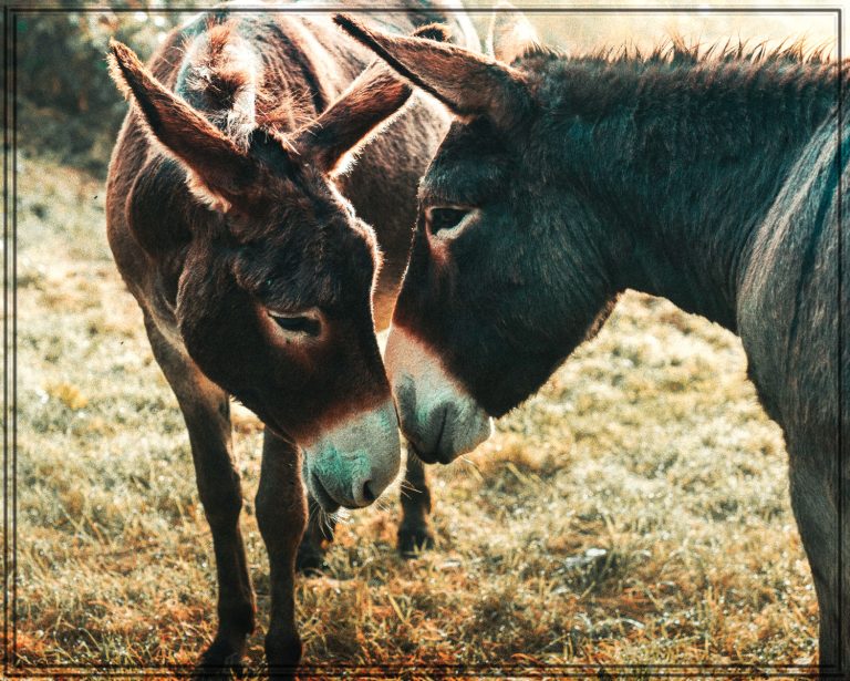 Rüyada Eşşek Görmek