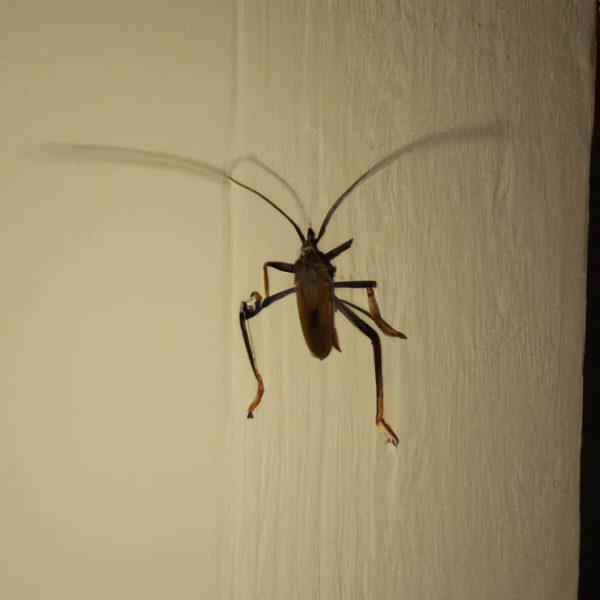 Ruyada Evde Bocekler Gormek