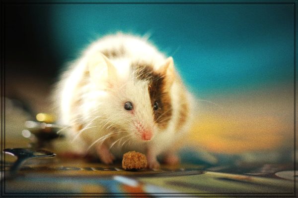 Rüyada Fare Öldürmeye Çalışmak