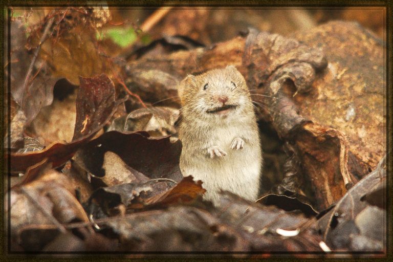 Rüyada Fare Saldırması