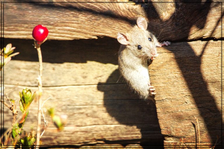 Rüyada Fare Yakalamaya Çalışmak