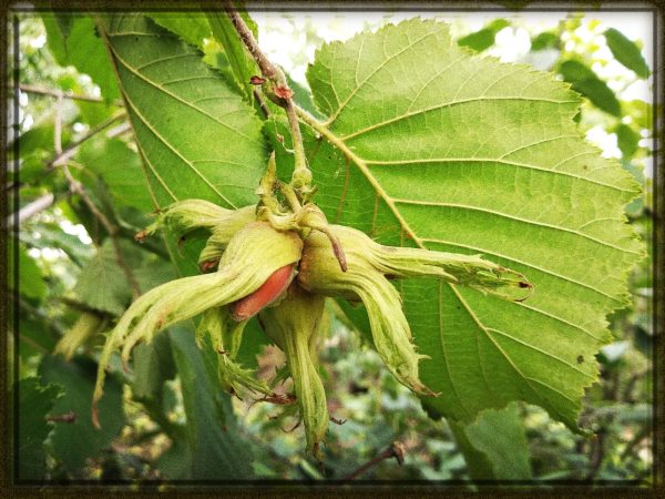 Rüyada Fındık Toplamak Diyanet