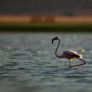 Ruyada Flamingo Gormek