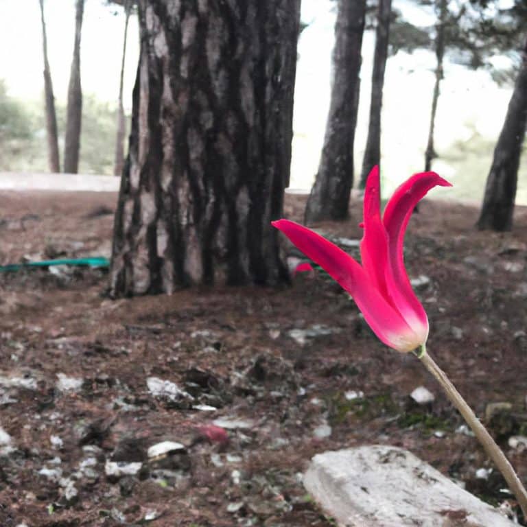 Ruyada Gorucu Gormek