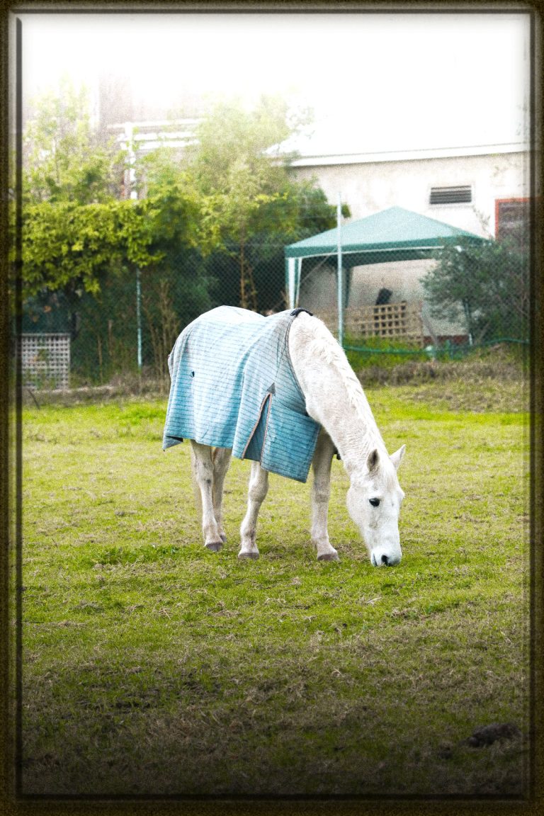 Rüyada Gri At Görmek