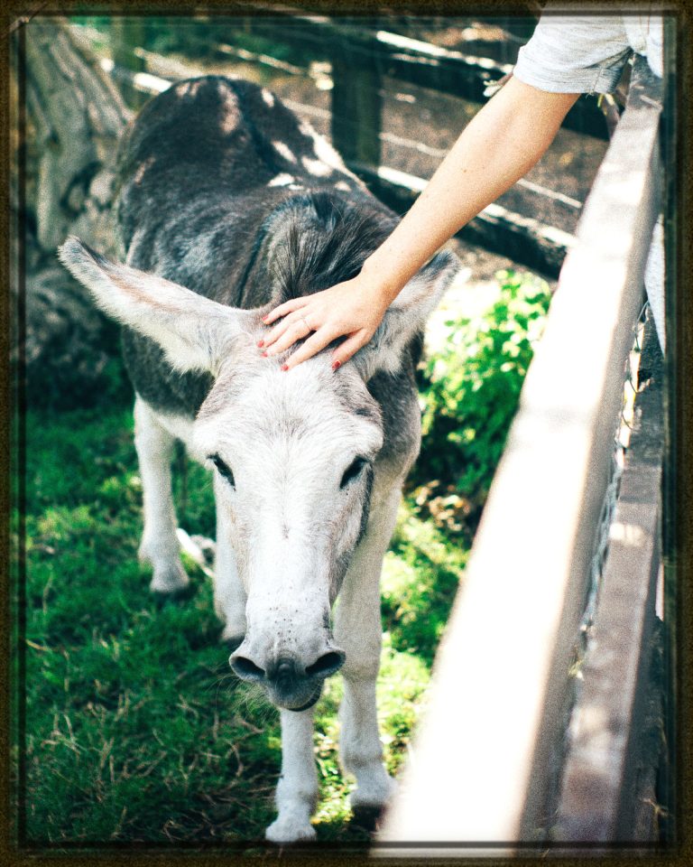 Rüyada Gri Eşek Görmek