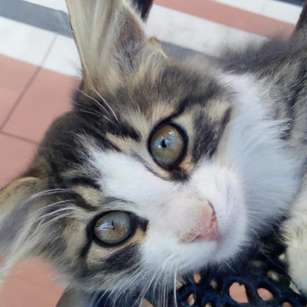 Ruyada Gri Kedi Gormek