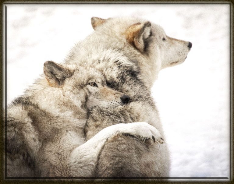 Rüyada Gri Kurt Görmek