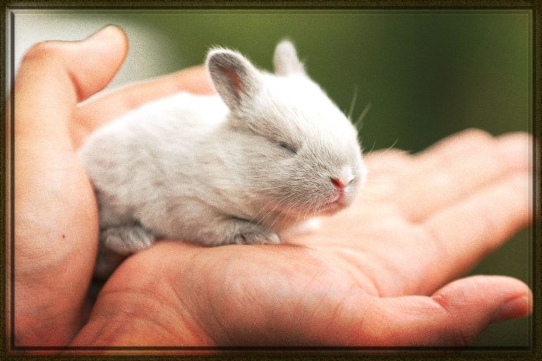 Rüyada Gri Tavşan Görmek