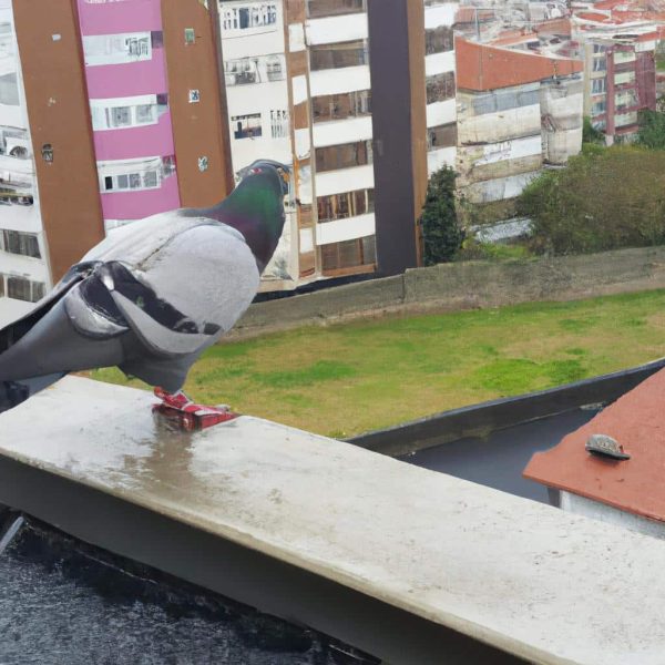 Ruyada Gri Yilan Gormek