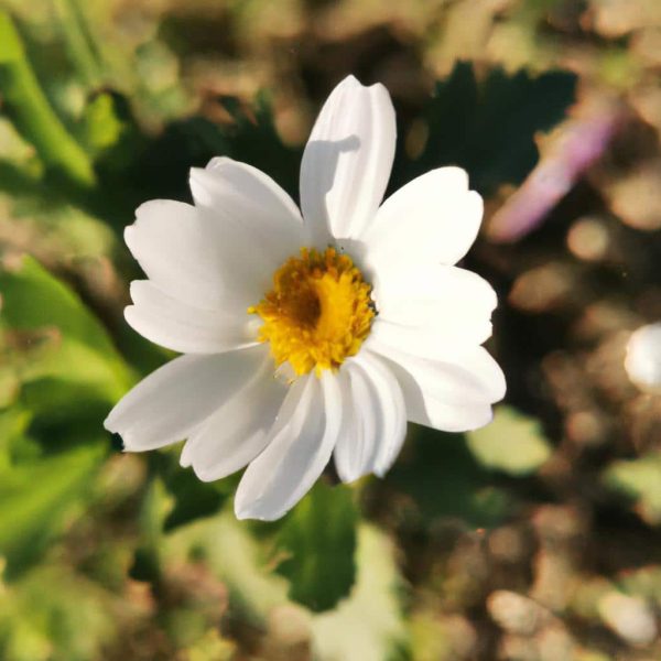 Ruyada Gulmek Ne Anlama Gelir