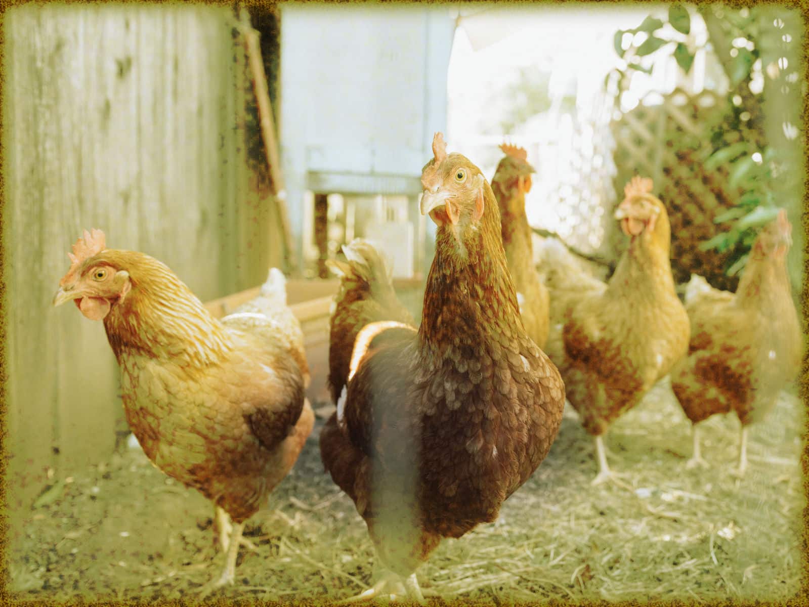 Rüyada Gurk Tavuk Görmek