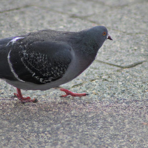 Ruyada Guvercin Beslemek