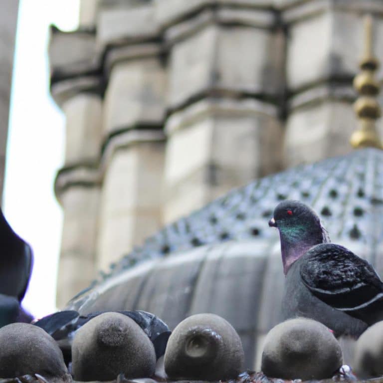 Ruyada Guvercin Gormek Diyanet