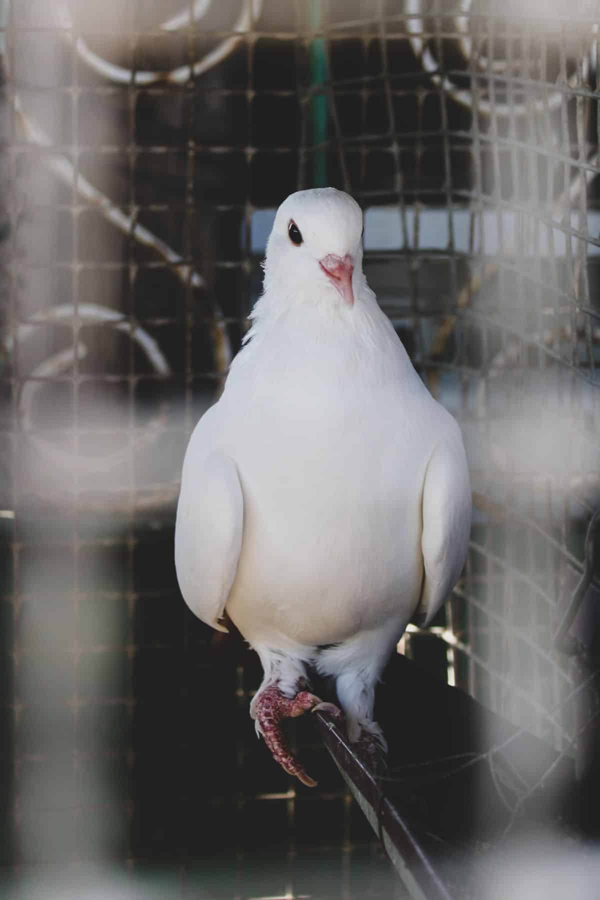 Rüyada Güvercin Görmek