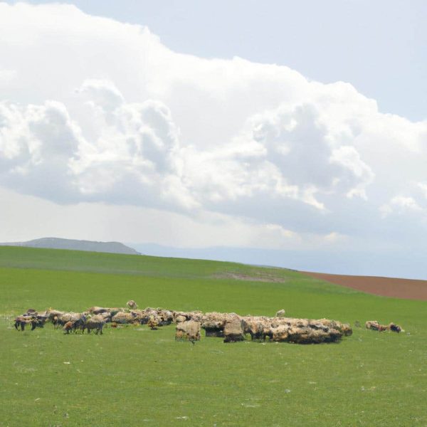 Ruyada Halilar Gormek