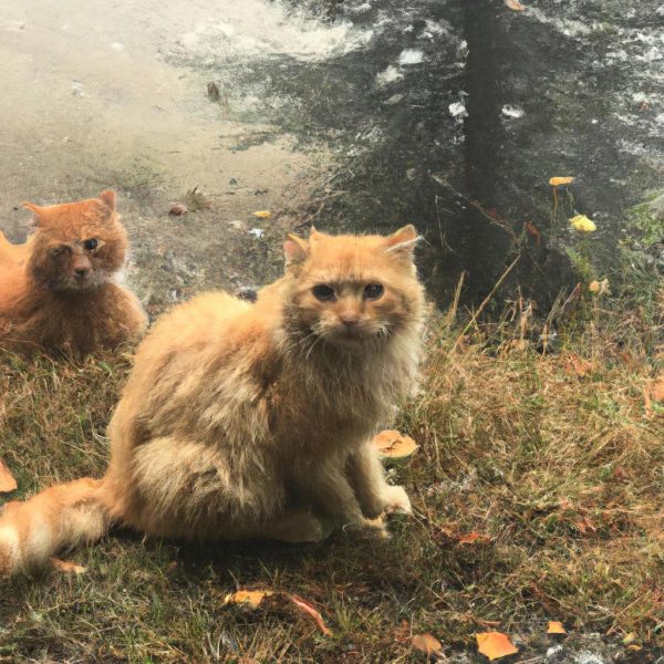 Ruyada Hamile Kaldigini Gormek