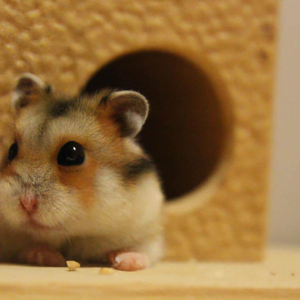 Ruyada Hamster Gormek