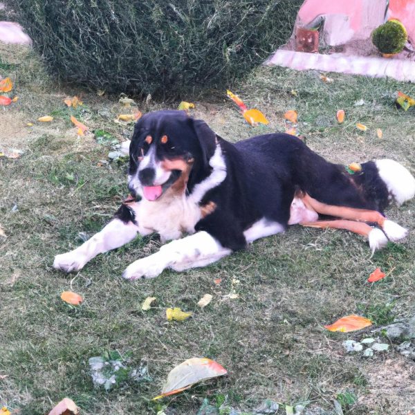 Ruyada Hamur Bezesi Gormek