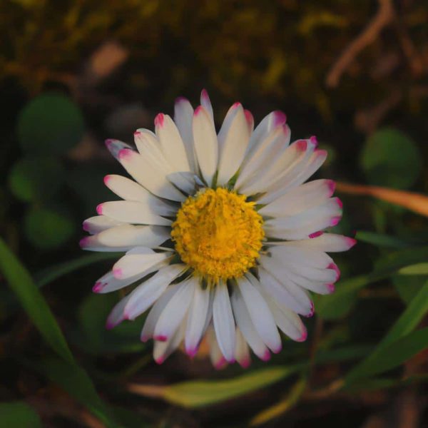 Ruyada Hapiste Olmak