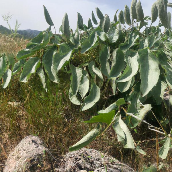 Ruyada Hasta Birinin Iyilestigini Gormek