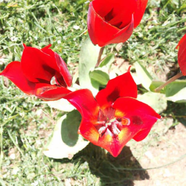 Ruyada Hasta Birinin Oldugunu Gormek