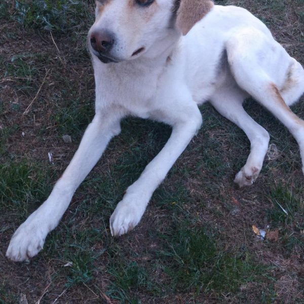 Ruyada Havlayan Kopek Gormek