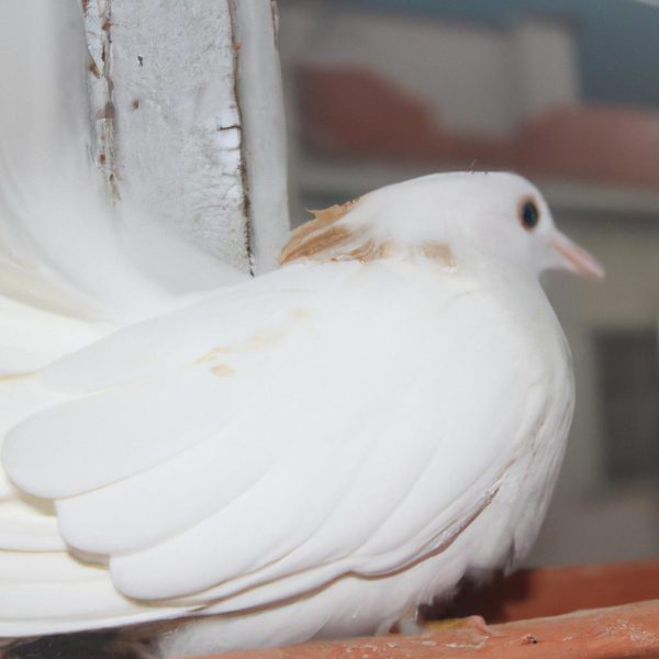 Ruyada Hic Gormedigin Birini Gormek