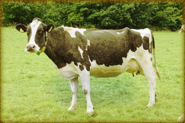 Rüyada İnek Görmek İhya