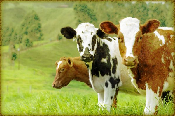 Rüyada İnek Görmek Mehmet Emin Kırgil