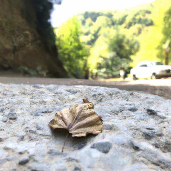 Ruyada Insan Pisligi Gormek