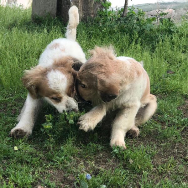 Ruyada Is Arkadaslarini Gormek