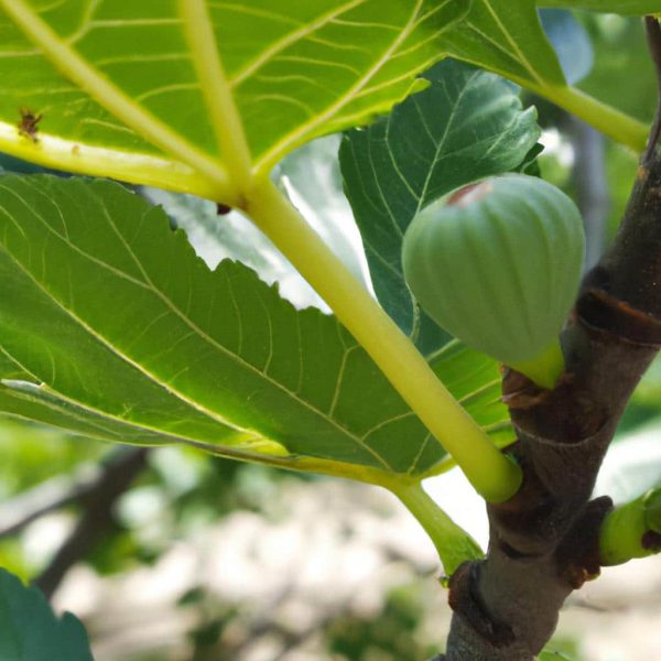 Ruyada Iskembe Gormek