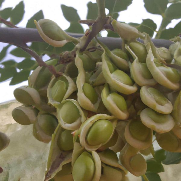 Ruyada Isten Cikarilmak