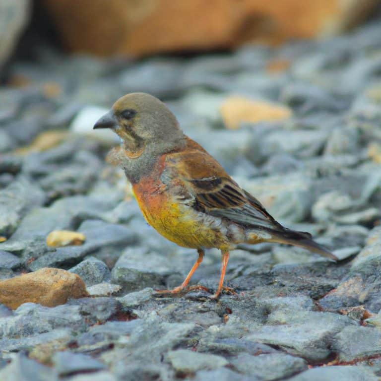 Ruyada Kacirildigini Gormek