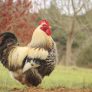 Ruyada Kacirilmak Ve Kurtulmak