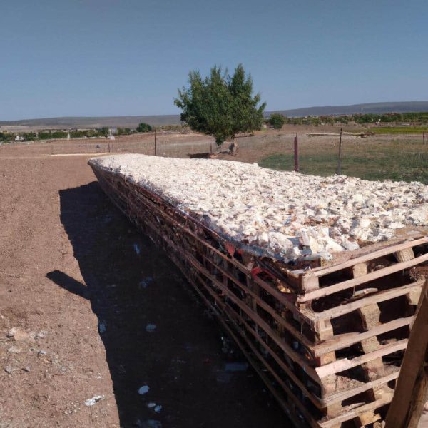 Ruyada Kalkmis Erkek Organi Gormek