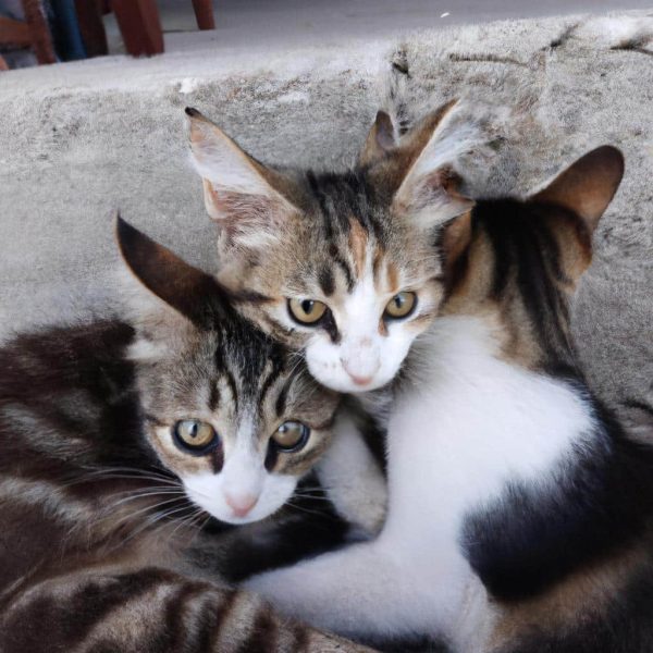 Ruyada Kan Gormek Ne Demek