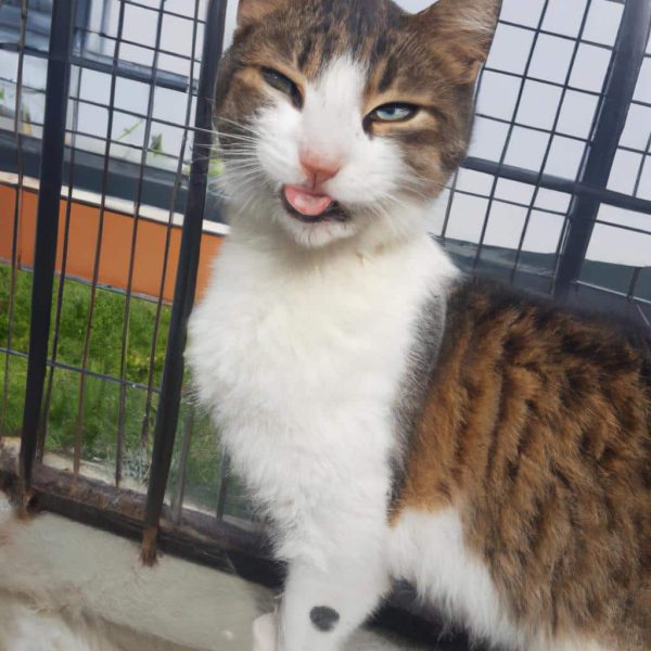 Ruyada Kan Isedigini Gormek