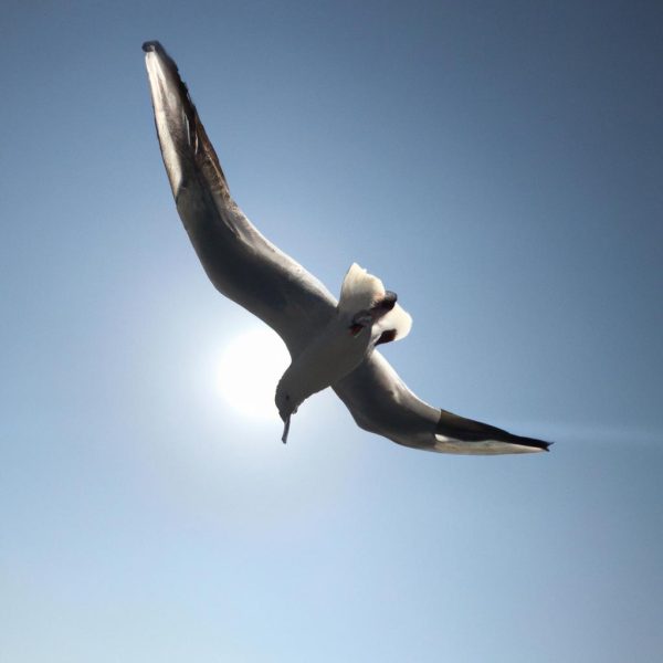 Ruyada Kanatsiz Ucmak