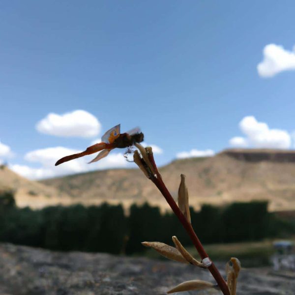 Ruyada Kapandigini Gormek