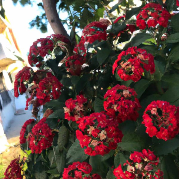 Ruyada Kardesinin Oldugunu Duymak